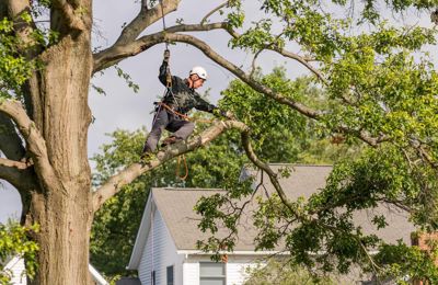 How Often To Prune Trees And Oak Trees Davey Tree
