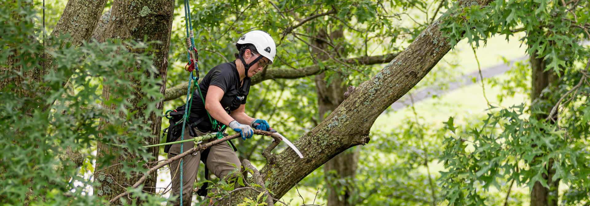 tree service dallas ga