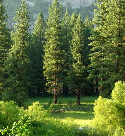 Treeline