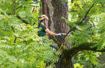 Pruning