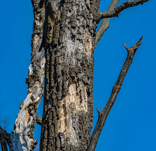 Tree Safety