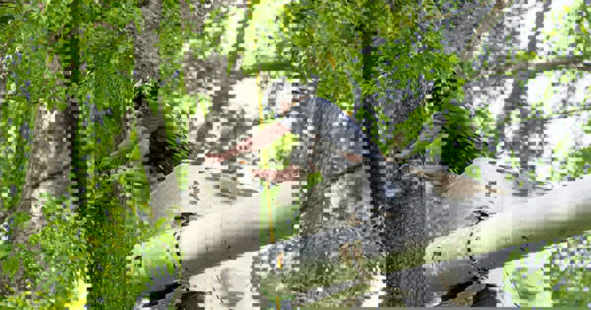 tree service douglasville ga