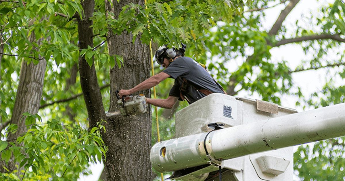 Tree Services