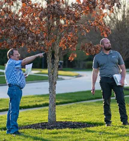 Arborist & Client
