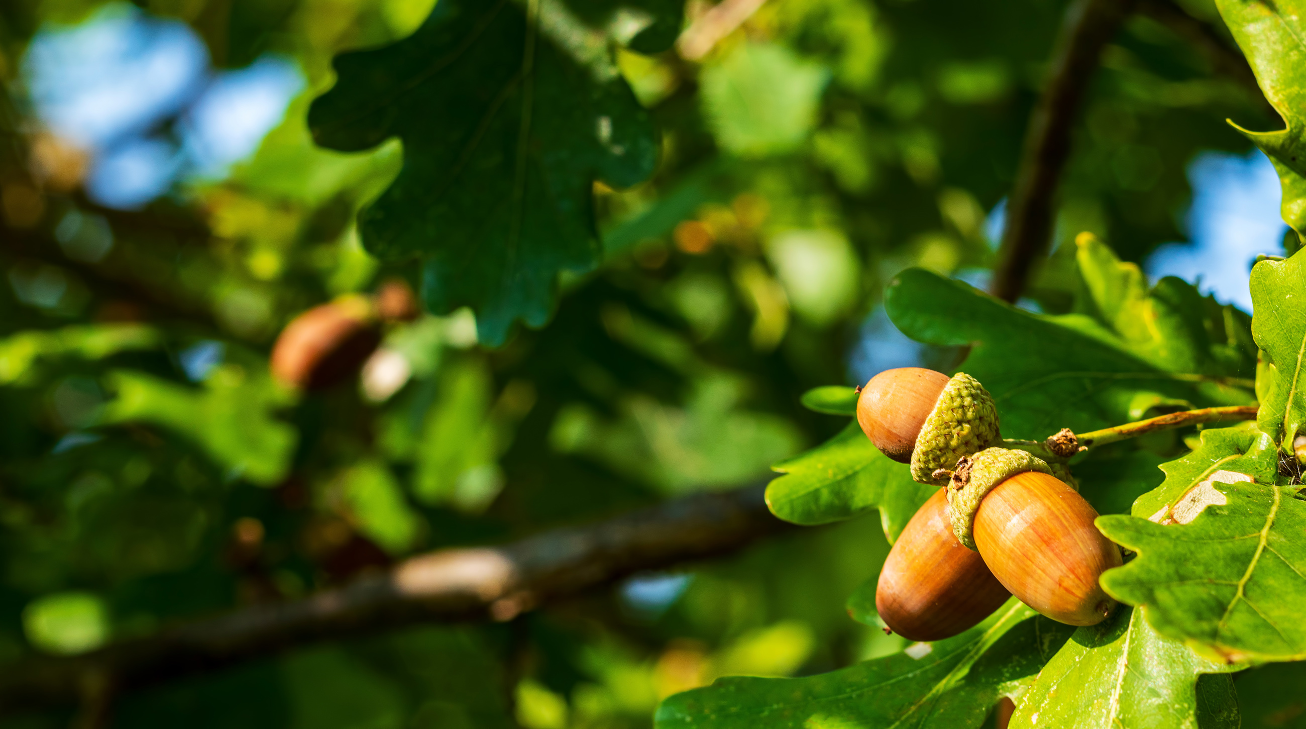 Oak Tree Acorns