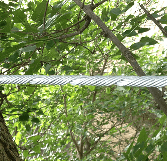 Structural Support Systems | Arboristry