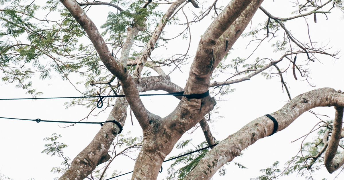 Structural Support Systems | Arboristry