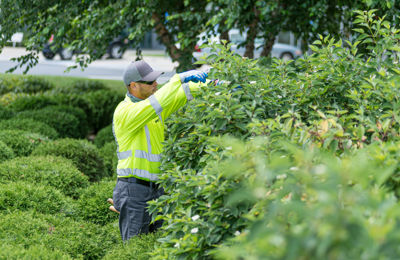 Shrub pruning- Arborguard