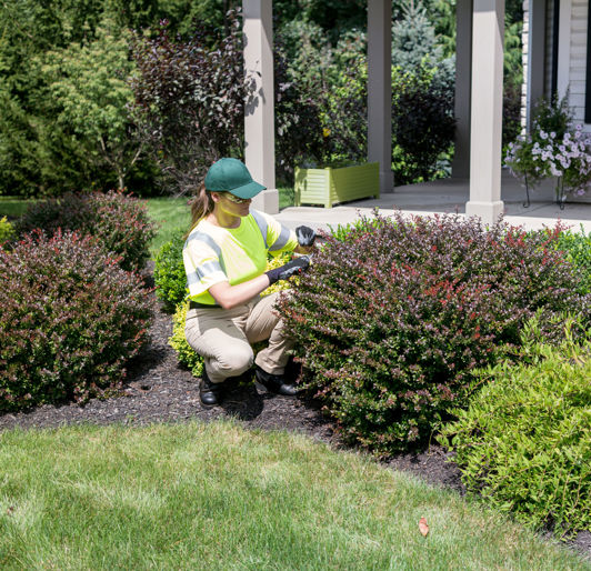 Pruning With No Davey Logo