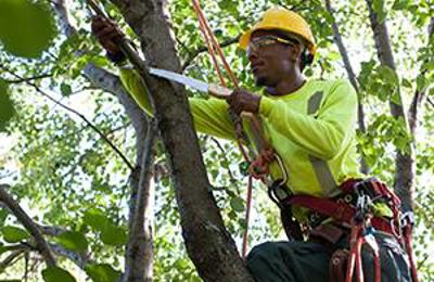 Tree Pruning
