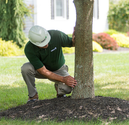 Tree Inspection